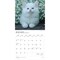 Chatons | 2026 12 x 24 Inch (Hanging) Monthly Square Wall Calendar | French Language